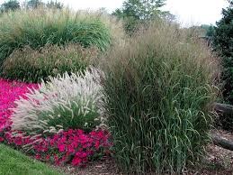 ornamentalgrass